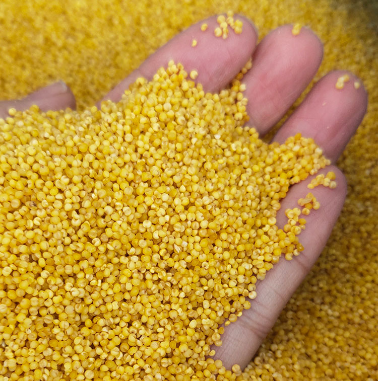 陕北婆姨黄小米 陕北婆姨黄小米